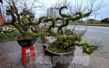 Độc lạ nhất chi mai phủ kín rêu xanh tỏa mình trên thuyền gỗ