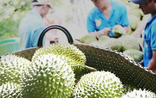Sầu riêng hướng tới tỷ đô tại thị trường tỷ dân