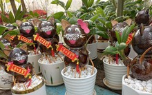 Ngộ nghĩnh mèo tài lộc từ dừa bonsai 'độc nhất vô nhị'