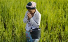Tương lai của ngành lúa gạo Thái Lan đang bị đe dọa bởi 'kẻ xâm nhập' từ Việt Nam, lan rộng từng cánh đồng mà không biết xuất hiện khi nào