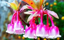 Độc, lạ đào chuông Yên Tử được đại gia truy lùng chơi Tết