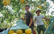 Mãn nhãn với cảnh nông dân thu hoạch vườn bưởi Diễn những ngày gần Tết Nguyên đán Quý Mão
