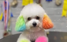 Giá lên tới cả triệu đồng, dịch vụ làm đẹp thú cưng đắt hàng dịp Tết