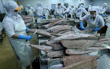 Lần đầu tiên cá ngừ trở thành ngành hàng giá trị tỷ USD