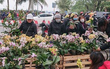 Hà Nội: lan hồ điệp ‘sale sập sàn’ vẫn vắng khách mua