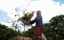 Mặt hàng "của nhà trồng được" của Việt Nam chuẩn bị đến thời, thế giới sẽ thiếu hụt đến hàng trăm nghìn tấn, giá chuẩn bị tăng