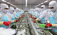 Kỷ lục xuất khẩu 11 tỷ USD, doanh nghiệp thủy sản ‘hái ra tiền’ thế nào?