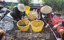 Nông dân Cà Mau tất bật thu hoạch tôm càng xanh ngày mùng 1 Tết