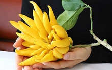 Phật thủ thắp hương xong đừng vứt bỏ, giữ lại dùng cách này sẽ có bài thuốc chữa bệnh cực hay