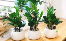 Những loại cây phong thủy mang lại tài lộc cho năm Quý Mão với giá chỉ từ vài chục nghìn/cây