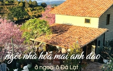 Ngôi nhà nhỏ 40m2 ở ngoại ô Đà Lạt ngập tràn hoa mai anh đào: Không gian cổ điển hài hoa, tầm nhìn ai cũng mê mẩn