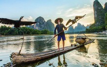 Cụ ông kế thừa kỹ thuật bắt cá cổ xưa: Không dùng cần câu hay lưới, chỉ cần điều khiển những con chim bơi lội cực giỏi