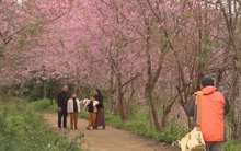 Mưa, lạnh du khách vẫn đổ về Măng Đen thưởng lãm hoa anh đào