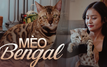 Năm Mão nói chuyện nuôi mèo Bengal - thú cưng của người có tiền: Giá cả trăm triệu, tiền nuôi hàng tháng cũng không vừa