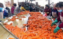 Doanh nghiệp tất bật chuẩn bị lô hàng nông sản xuất khẩu đầu năm