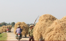 Biến rơm rạ thành tiền