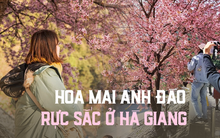 Mê mẩn sắc mai anh đào ở Hà Giang những ngày đầu năm