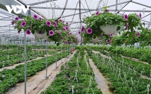 Người trồng hoa Tết ở Quảng Nam được mùa, được giá