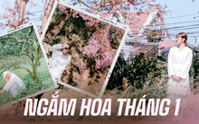 Đầu năm đi "săn hoa nở" tại các vùng núi xinh đẹp, toàn những loài hoa khiến dân tình chờ cả năm để được chụp hình
