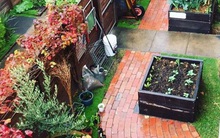 Khu vườn với đủ loại trái cây và rau củ của đôi vợ chồng đam mê trồng trọt