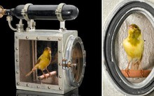 Vì sao chim hoàng yến thường được mang vào bên trong các mỏ than?