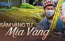 Kiếm hàng chục triệu chưa đầy 24 giờ nhờ phong tục mua mía vàng cúng vía Trời ở Sài Gòn