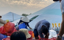 Sau Tết giá tôm thẻ tăng vọt, người nuôi lãi lớn