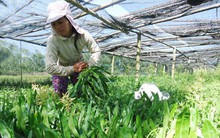 Rau mùi, húng quế Việt sang châu Âu hết cảnh bị kiểm soát thuốc bảo vệ thực vật