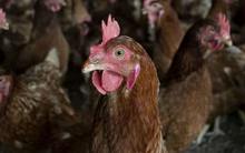 Việt Nam có gà ăn chuối nhưng đây mới là thực đơn nuôi gà “độc lạ” nhất thế giới: tiết kiệm hàng trăm triệu USD, tránh được khủng hoảng thức ăn chăn nuôi