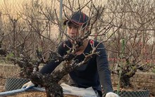 Hà Nội: Ngắm những dáng đào 'vương giả' chuẩn bị xuống phố đón Tết