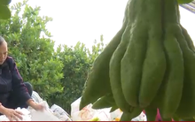 Vựa phật thủ lớn nhất miền Bắc tất bật những ngày cận Tết