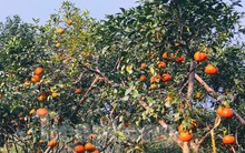 Mục sở thị đồi cam chín vàng đang 'ém hàng' chờ Tết