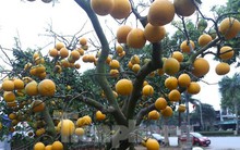 Bưởi Diễn thế trực huyền ‘độc nhất’ giá 150 triệu đồng xuống phố chơi Tết