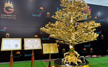 Chiêm ngưỡng cây mai mạ vàng lớn nhất Việt Nam giá 6 tỉ dịp Tết Quý Mão