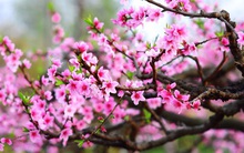 5 loại cây phong thuỷ hút tài lộc, rước may mắn vào nhà dịp Tết Nguyên đán 2023