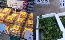 Những loại rau quả cực rẻ, thậm chí mọc dại ở Việt Nam nhưng sang Nhật lại được bày bán trong siêu thị với giá cao ngất ngưởng