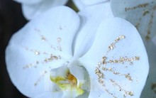 Lan trắng dát vàng, đào Thất Thốn gây ‘sốt’ dịp cận Tết