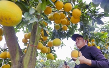 Bưởi cổ thụ giá chục triệu cháy hàng, được săn đón trước Tết Quý Mão