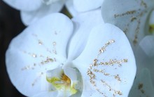 Lan trắng dát vàng, đào Thất Thốn gây ‘sốt’ dịp cận Tết