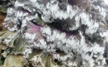 Băng tuyết phủ trắng cảnh vật, cây cối trên đỉnh Fansipan