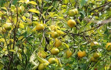 Cuối năm, 6 loại quả giá đắt đỏ vẫn hút khách mua về biếu Tết hoặc dâng hương cầu năm mới tiền tài rủng rỉnh