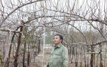 Nghề “săn” đào bán Tết