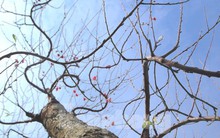 Ngắm những gốc đào 'khủng' giá hàng chục triệu xuống phố đón Tết