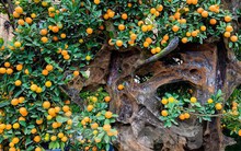 Độc lạ quất 'ôm' gỗ lũa chào Xuân Quý Mão