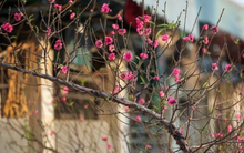 Vì sao lịch nghỉ Tết Nguyên đán không cố định vào các năm?