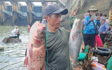 Thủy điện Trị An ngưng xả lũ, người dân 'được mùa' săn cá khủng
