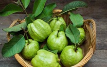 Những người mắc các bệnh sau không nên ăn ổi kẻo 'hại đủ đường'