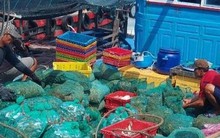 Bất thường tôm hùm, hàu nuôi chết hàng loạt