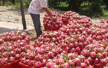 Chuyển hướng thị trường khi thanh long mất “ngôi vương”