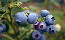 Loại trái cây được mệnh danh "giàu dinh dưỡng" nhất thế giới, người viêm xương khớp, đau lưng "kinh niên" không nên bỏ lỡ